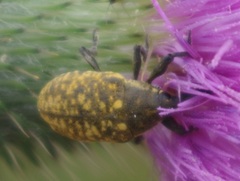 Larinus turbinatus