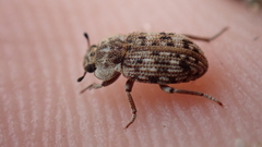 Leichenum