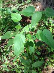 Batesimalva violacea