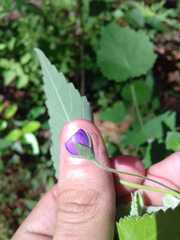 Batesimalva violacea