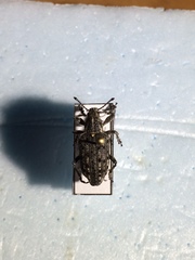 Ithycerus noveboracensis