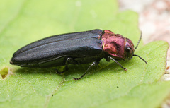 Agrilus huachucae