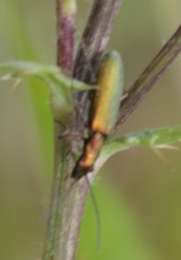 Chrysanthia viridissima