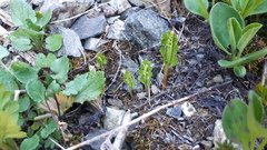 Botrychium neolunaria