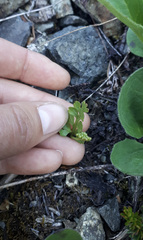 Botrychium neolunaria