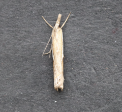 Crambus hamella