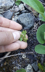 Botrychium neolunaria