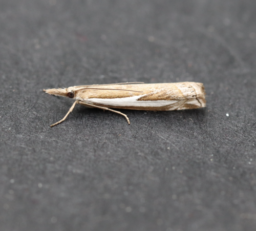Dark Grass-veneer photo 2