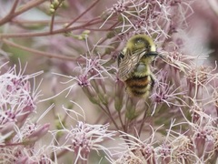 Bombus rufocinctus