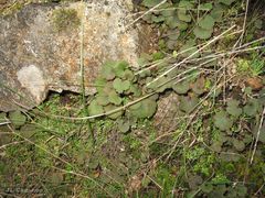 Ranunculus nigrescens