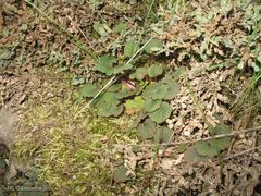 Ranunculus nigrescens