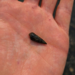 Batillaria attramentaria