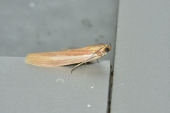 Oncocera semirubella