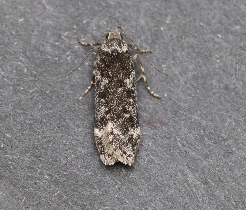 Pale-headed Aspen Leafroller Moth