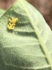 Arthropoda