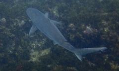 Carcharhinus obscurus