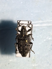 Ithycerus noveboracensis