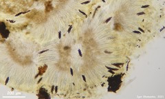 Ascobolus furfuraceus