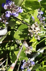 Orbexilum melanocarpum