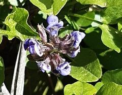 Orbexilum melanocarpum