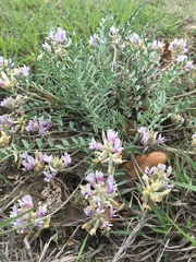 Astragalus lotiflorus