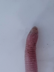 Zygaspis quadrifrons