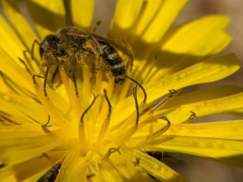 photo of Furrow Bees (Halictus)