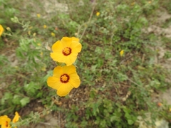 Sida galheirensis