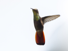 Chrysolampis mosquitus