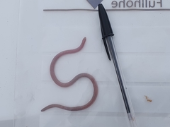 Zygaspis quadrifrons