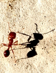 Pogonomyrmex californicus