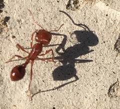 Pogonomyrmex californicus