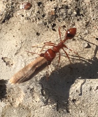 Pogonomyrmex californicus