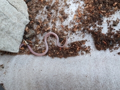 Zygaspis quadrifrons