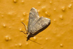 Loxostegopsis merrickalis