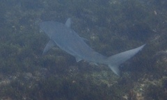 Carcharhinus obscurus