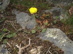 Ranunculus nigrescens