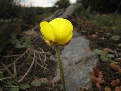 Ranunculus nigrescens