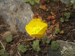 Ranunculus nigrescens