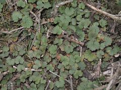 Ranunculus nigrescens
