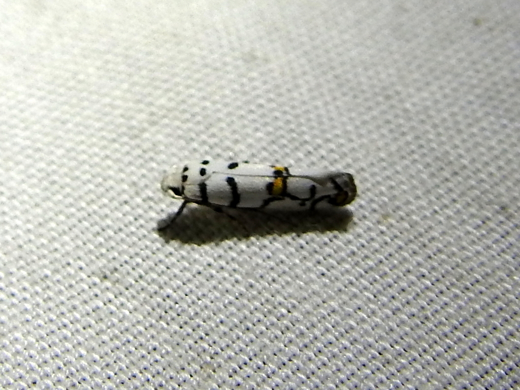 Ethmia cypraeella