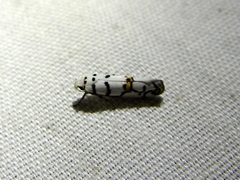 Ethmia cypraeella