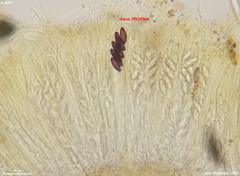 Ascobolus furfuraceus