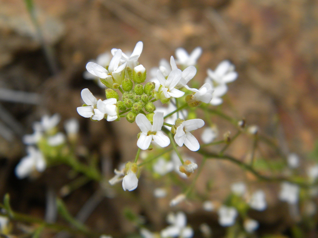 Puzzling Rockcress