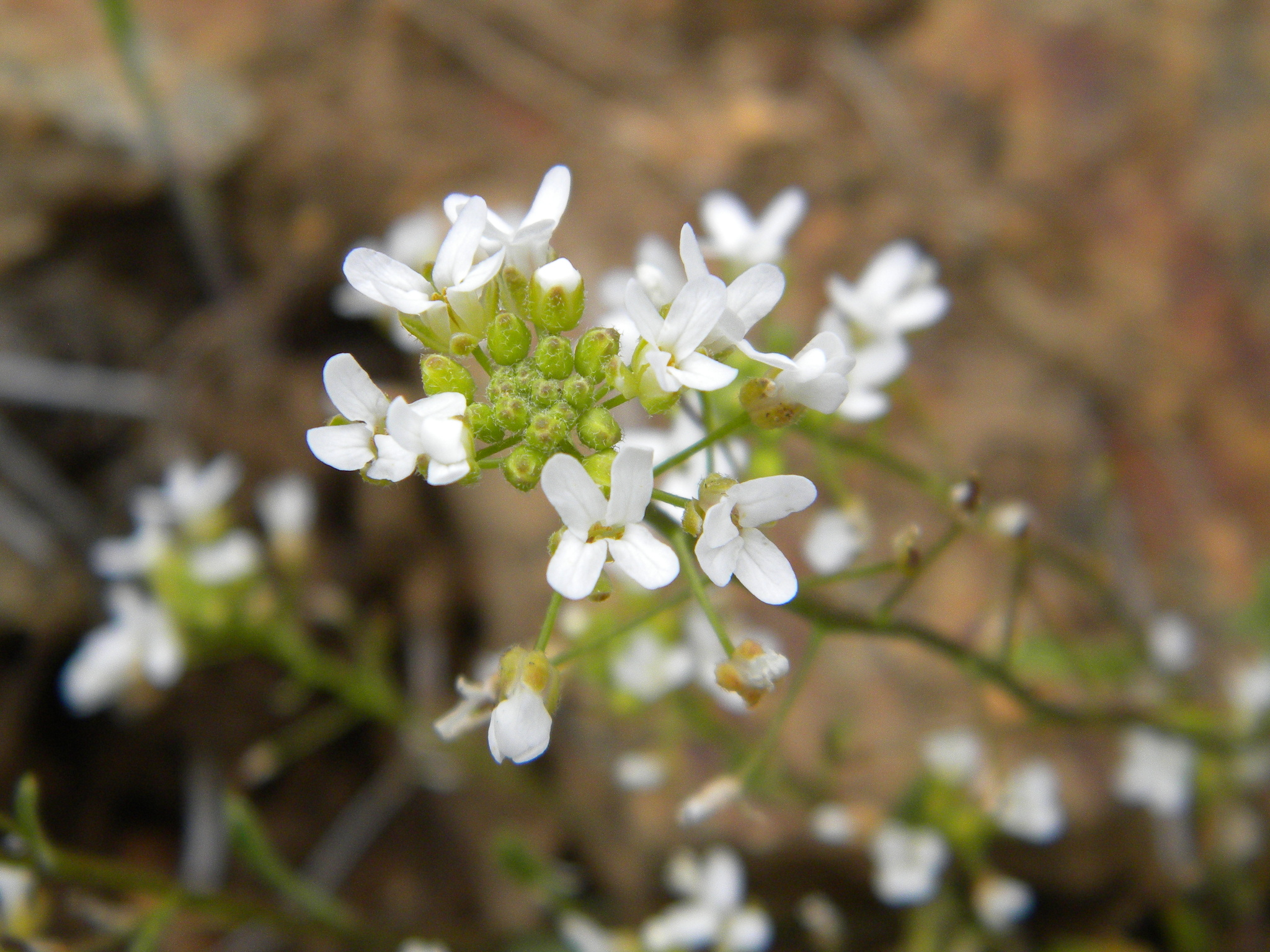 Sandbergia perplexa