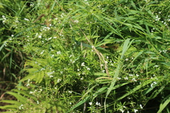 Galium rivale