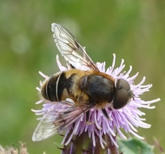 Eristalis rupium