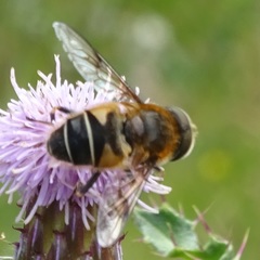 Eristalis rupium