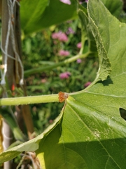 Eichlinia cucurbitae