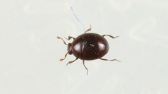 Abraeus perpusillus